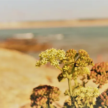 Casa Rendas By Cosycasa Peniche